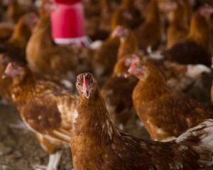 Hens