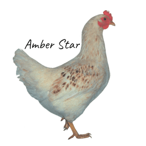 Amber Star