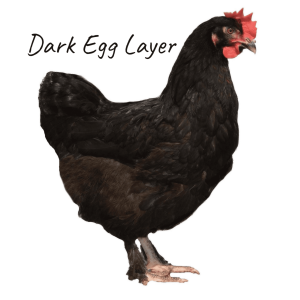 Copper Maran Chocolate Egg Layer