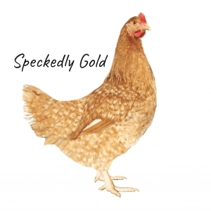 Gold Speckled Layers