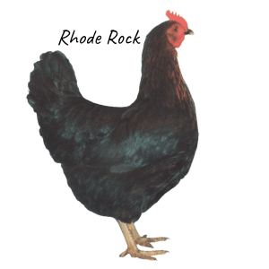Light Sussex Chicken