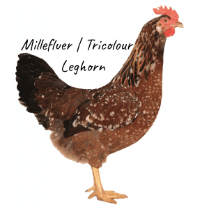 MilleFluer