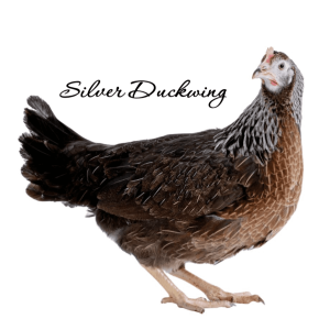 Silver Duckwing