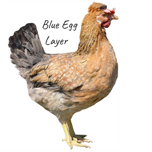 Blue Egg Layers