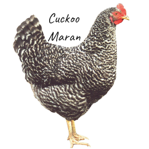 Cuckoo Maran
