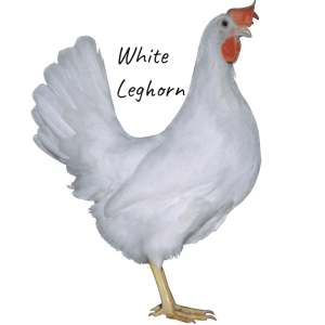 White Leghorn